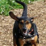 DOGPAW Happy Coonhound