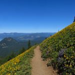 Dog Mountain