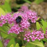 wildlife botanical garden bee