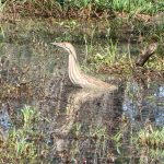 Steigerwald Lake Refuge bird