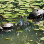 Steigerwald Lake Refuge turtles