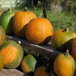 pumpkins all shapes