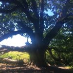 ridgefield wildlife refuge oak tree