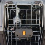 Dog arrival_2