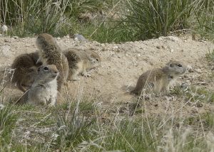 Badger Mountain Centennial Preserve prairie dog