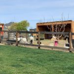 Outdoor Activities for Children in the Tri-Cities Happiness Farm