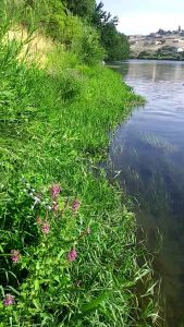 Tri-Cities swimming holes