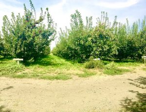 Bill's Berry Farm