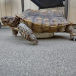Kennewick Tortoise Minty the gopher tortoise