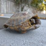 Kennewick Tortoise Mr 3-Legs