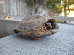 Kennewick Tortoise