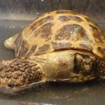 Kennewick Tortoise