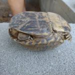 Kennewick Tortoise