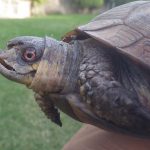 Kennewick Tortoise misshapen beak