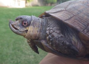 Kennewick Tortoise