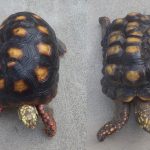 Redfoot tortoises Kennewick Tortoise
