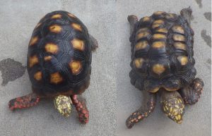 Kennewick Tortoise