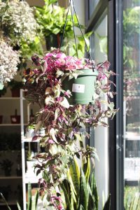 The Little Plant Shop Pasco