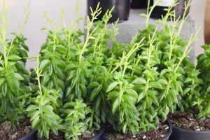 The Little Plant Shop Pasco