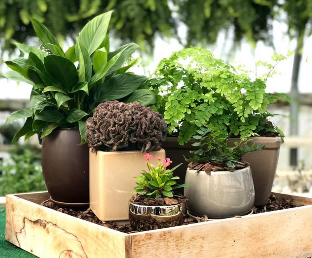 plant shops in the Tri-Cities