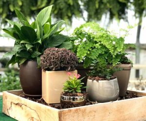 plant shops in the Tri-Cities