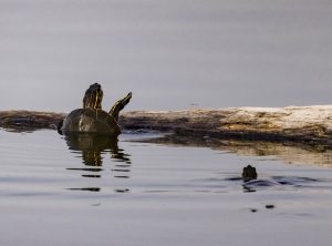 nature reserves Tri-Cities