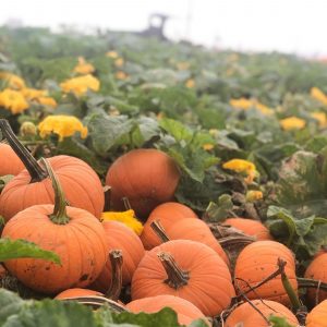 Tri-Cities Pumpkin Patches