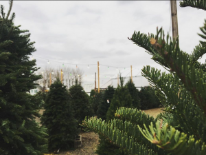 Christmas Trees Tri-Cities