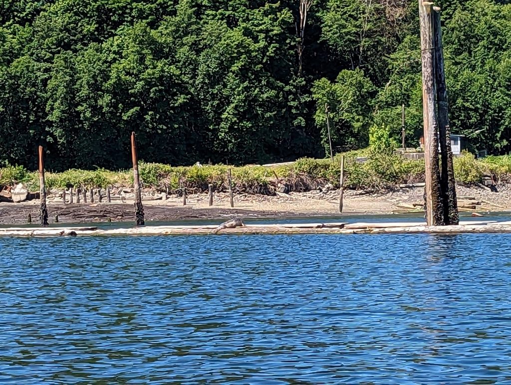 olympia kayak rentals