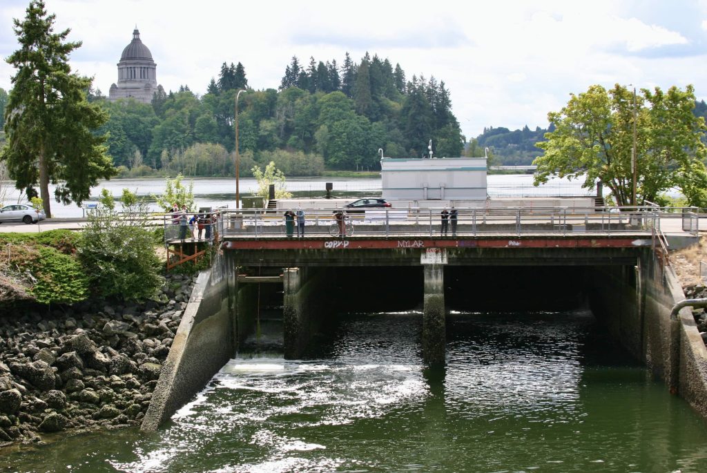 Olympia Salmon Runs