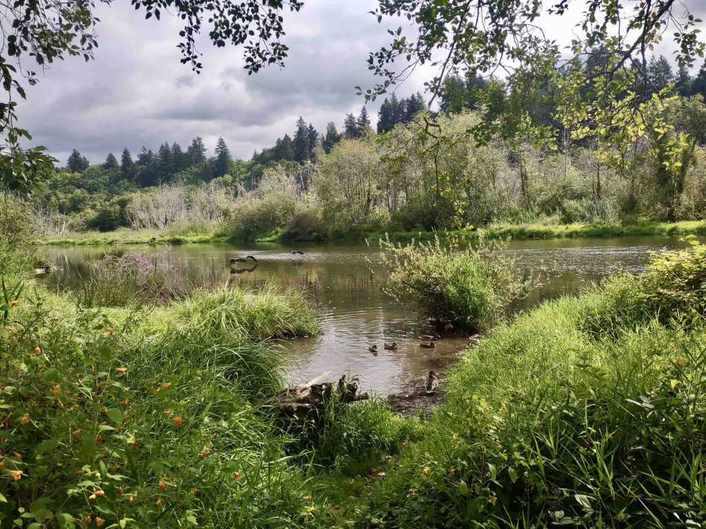 Olympia Salmon Runs